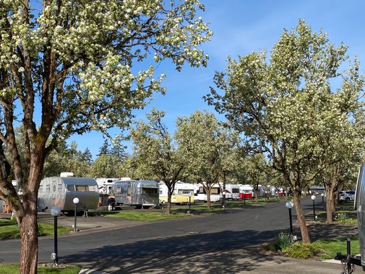 The Vintages Trailer Resort by null