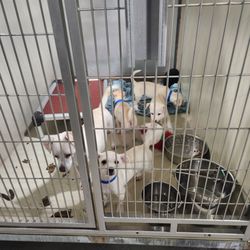 Kern County Animal Services - These cuties