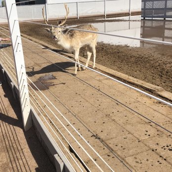 Rooster Cogburn Ostrich Ranch - Deer - Petting Zoos Near Me - Picacho, Arizona Rooster Cogburn Ostrich Ranch - Deer - Petting Zoos Near Me - Picacho, Arizona