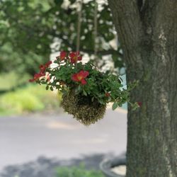 Floral & Hardy - My new Kokedama planter!