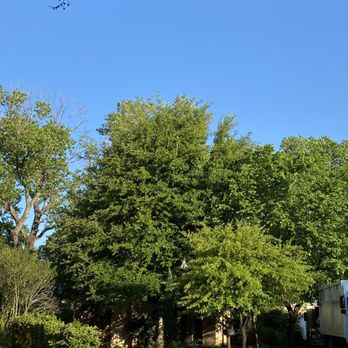 S&P Tree Service - (before) - Tree Services Near Me - Grand Prairie, Texas S&P Tree Service - (before) - Tree Services Near Me - Grand Prairie, Texas