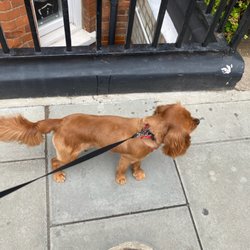 St Johns Pets & Grooming  - Wouldn't go anywhere else! He loves being there! They do a great job!