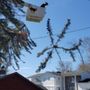 Photo of Houghton lake tree service