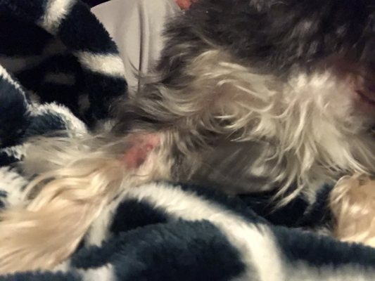 Bergen Passaic Animal Hospital 541 Westminster Pl Lodi Nj Veterinarians Mapquest