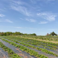 Buffalo Creek Berry Farm