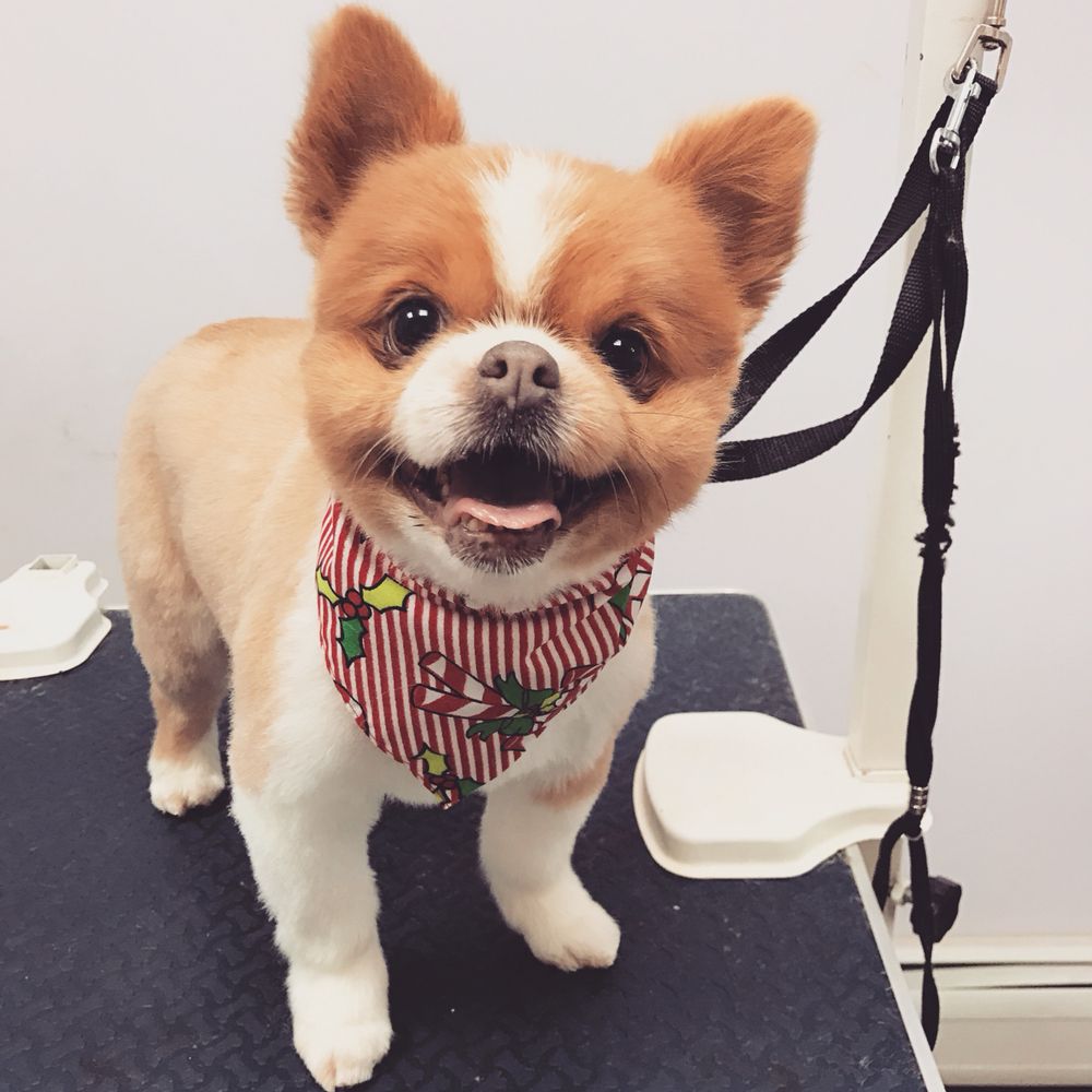 PURRFECT PAWS GROOMING Updated September 2024 18 Photos & 10