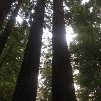 Mount Tamalpais State Park - Twin trees - Parks Near Me - Mill Valley, California Mount Tamalpais State Park - Twin trees - Parks Near Me - Mill Valley, California