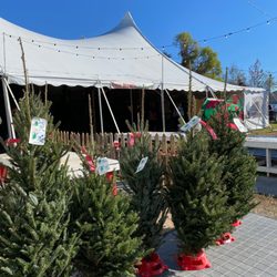 Jim's Trees - Fresh cut trees of all sizes, including tabletops