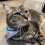 Photo of Luxury Austin Pawz Cat Grooming