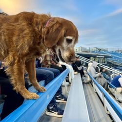 Peccole Park - Dogs allowed. This ballpark pup loved peanuts