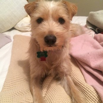Karnik Pet Lodge - Pet Boarding Near Me - Ann Arbor, Michigan