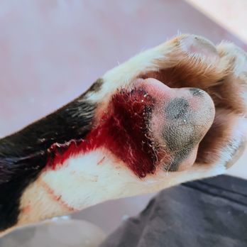 Well Mannered Bullies - Bloody foot/leg caused Well Mannered Bullies. This was from immediately after picking up the dog. - Pet Training Near Me Well Mannered Bullies - Bloody foot/leg caused Well Mannered Bullies. This was from immediately after picking up the dog. - Pet Training Near Me