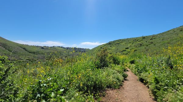 Zuma Canyon Trail by null