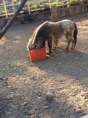 Shoushan Zoo by null