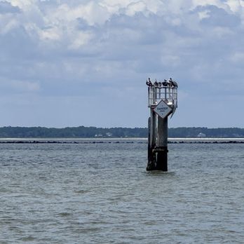 Captain Derek's Dolphin Adventure - Tours Near Me - Tybee Island, Georgia
