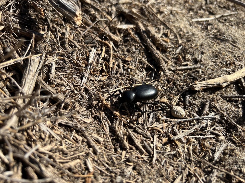 CREST CANYON PARK 300 Photos Del Mar, CA Yelp