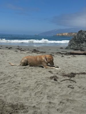 Sand Dollar Beach by null