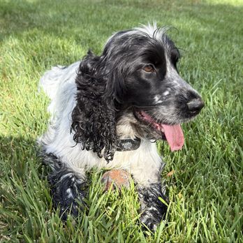 Dream Pet Grooming - Dog - Pet Groomers Near Me - Irvine, California Dream Pet Grooming - Dog - Pet Groomers Near Me - Irvine, California