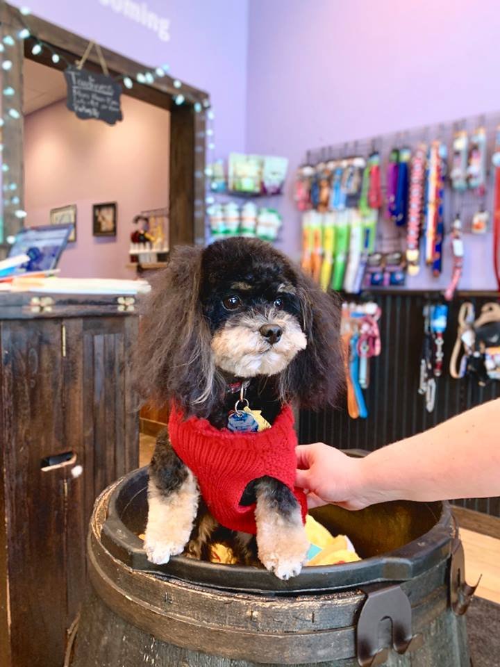 BUDDIES PET SPA Updated August 2024 17 Photos 1899 Ocean St S, Marshfield, Massachusetts