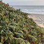 Francis Beach Campground