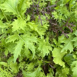 Delicious greens!
