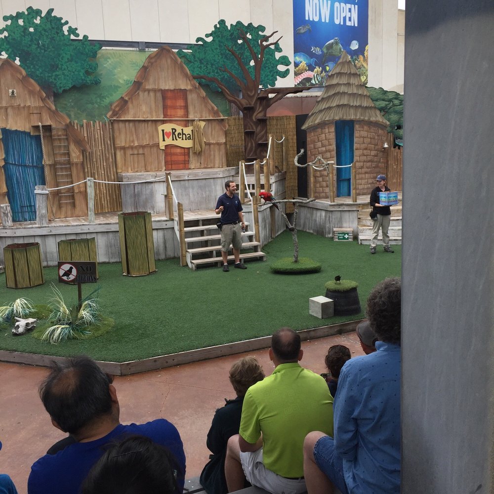 Texas State Aquarium - Part of the bird show - Aquariums Near Me - Corpus Christi, Texas Texas State Aquarium - Part of the bird show - Aquariums Near Me - Corpus Christi, Texas