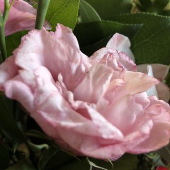 Petals - Wilted flowers - Florists Near Me - Brentwood, California Petals - Wilted flowers - Florists Near Me - Brentwood, California