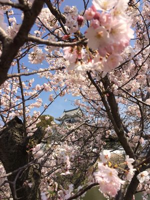 Kishiwada Castle by null