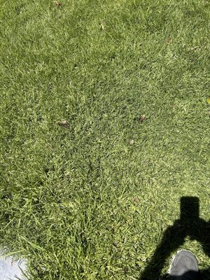 Inglewood Park Cemetery by null