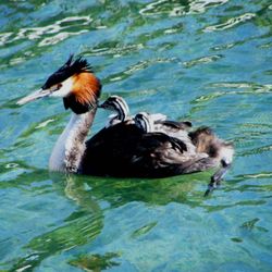 Million Dollar Cruise - See bird life like this Grebe with babies.