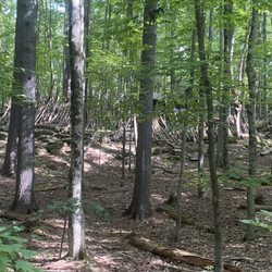 Otter Creek Gorge Trail - View Of Trail