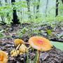 Photo of Blood Mountain Wilderness Area