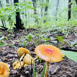 Blood Mountain Wilderness Area