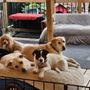 Doggy Doolil Daycare 