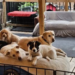 Doggy Doolil Daycare  - A pack nap