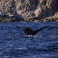 Global Travel Designs - Cruise Planners - Whale watching excursion Los Cabos
