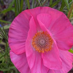 Commemorative Poppy Field