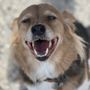 Photo of Pawfect Pet Sitter