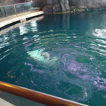 Shedd Aquarium - Aquariums Near Me - Chicago, Illinois