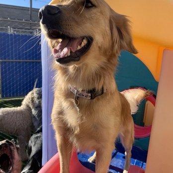 Ruff House - Pet Training Near Me - Orem, Utah