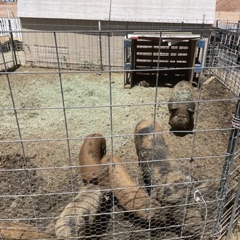 Superstition Farm - Muddy pigs! - Farmers Market Near Me - Mesa, Arizona