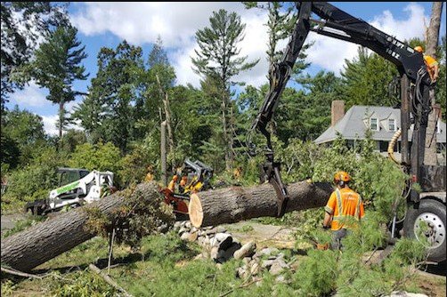 Salem Tree Service - tree service in Salem, OR