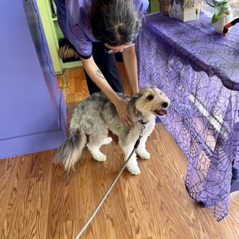 Green Dog Spa - Pet Groomers Near Me - Jacksonville, Florida Green Dog Spa - Pet Groomers Near Me - Jacksonville, Florida