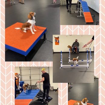 Zoom Room Dog Training - Graduation from Puppy + - Pet Training Near Me - Culver City, California Zoom Room Dog Training - Graduation from Puppy + - Pet Training Near Me - Culver City, California
