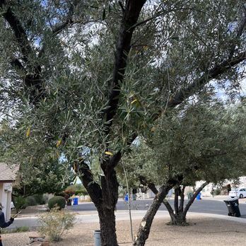 Valle Verde Lawn Care - an olive tree in the foreground - Landscaping Near Me - Phoenix, Arizona Valle Verde Lawn Care - an olive tree in the foreground - Landscaping Near Me - Phoenix, Arizona