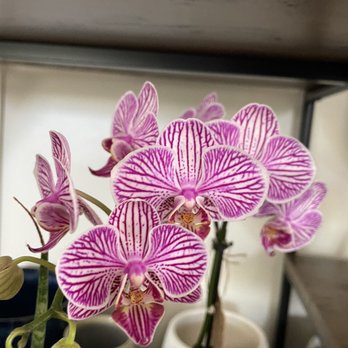 The-plantshoppe - Easter orchids starting at $16! - Nurseries & Gardening Near Me - Solvang, California