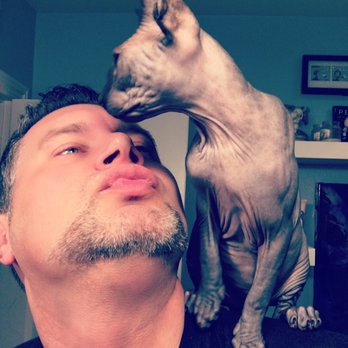Peach Fuzz Sphynx - Pet Adoption Near Me