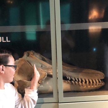 Seattle Aquarium - Orca Skull - Aquariums Near Me - Seattle, Washington Seattle Aquarium - Orca Skull - Aquariums Near Me - Seattle, Washington