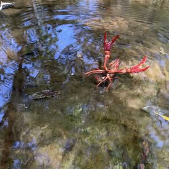 Buck Gully Reserve - Crawfish! - Hiking Near Me - Newport Coast, California Buck Gully Reserve - Crawfish! - Hiking Near Me - Newport Coast, California