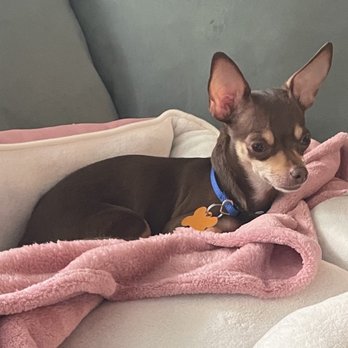 Ken-Mar Rescue - New bed and blanky - Animal Shelters Near Me Ken-Mar Rescue - New bed and blanky - Animal Shelters Near Me